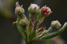 Fleur de poirier Harrow Sweet épargnées par le gel du 10/03/2021
